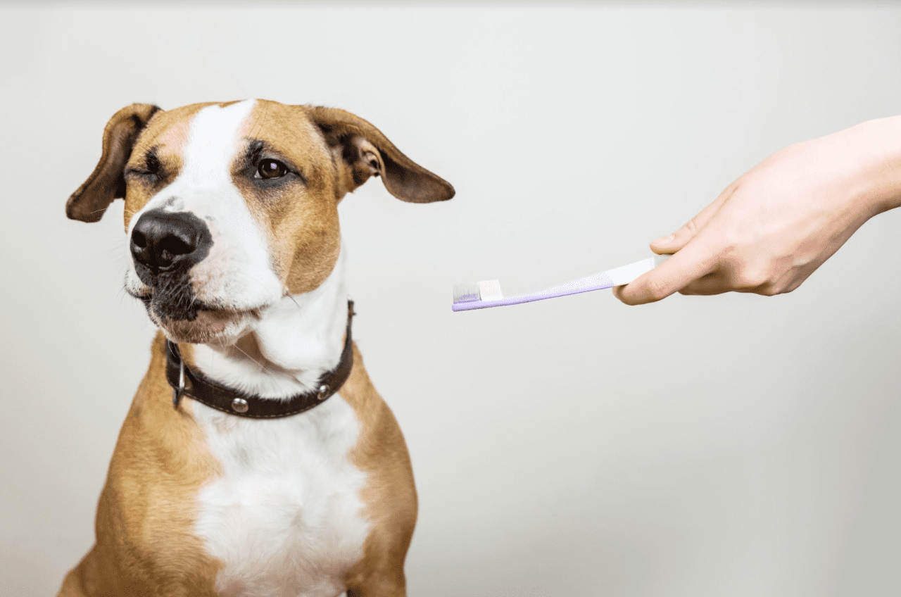 Would You Know if Your Pet Was Suffering From Oral Pain? Veterinary