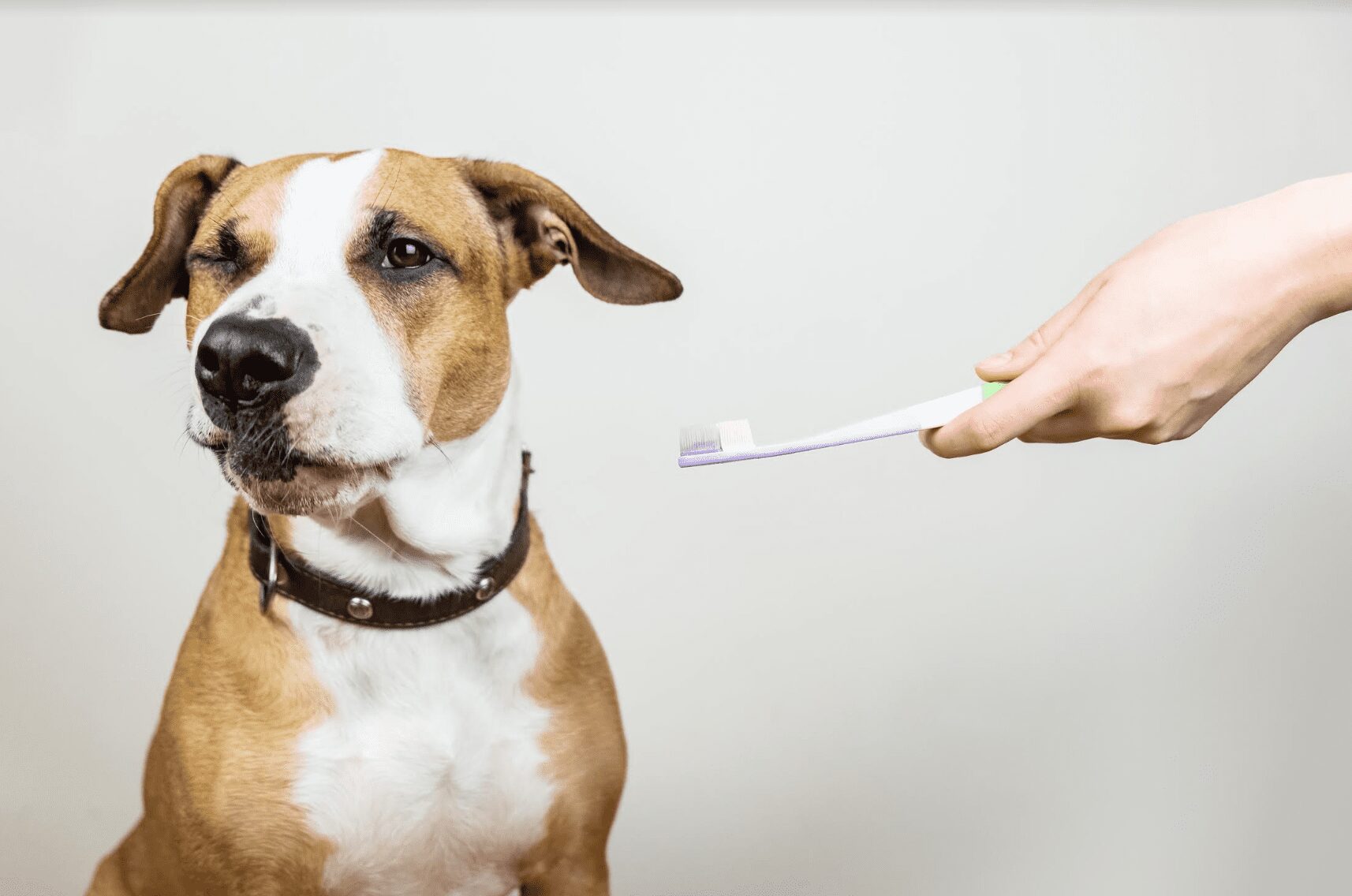 Owner holding the brush and standing next to dog