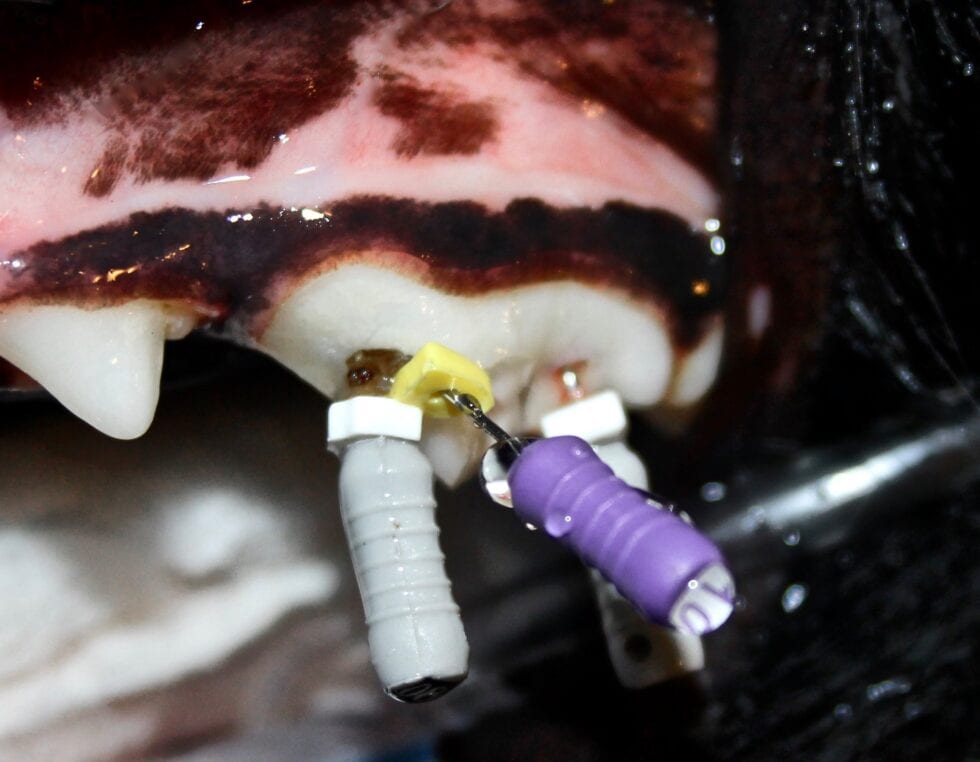 Advanced Dentistry Veterinary Dentistry Specialists