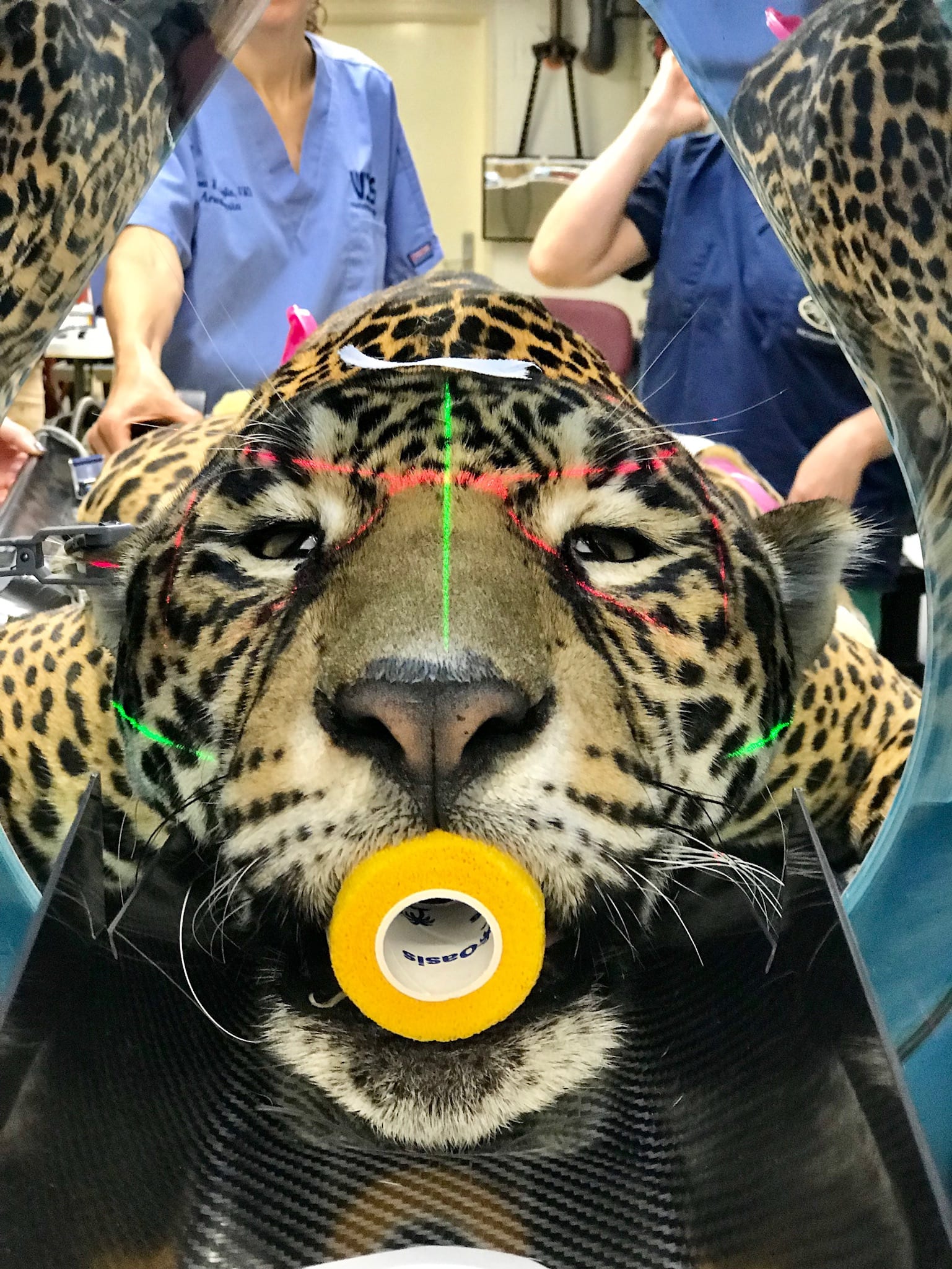 Anesthesia applied to jaguar  