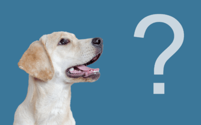 Frequently Asked Questions About Advanced Veterinary Dental Care