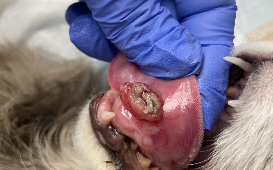 Pet Oral Mass