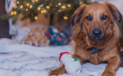 Gift Guide: Picking the Best Toys for Your Pet’s Teeth