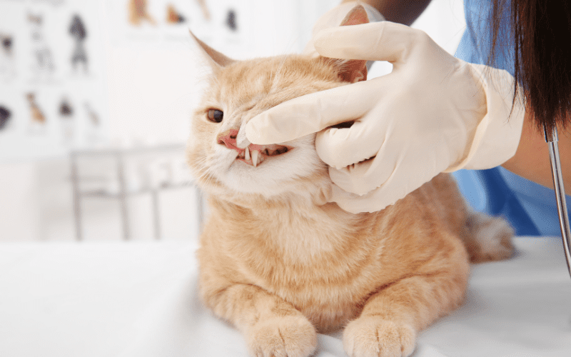 Orange cat getting teeth checked by veterinarian