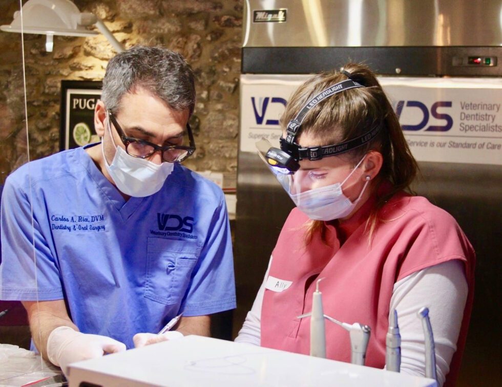 VDS Residency Program Veterinary Dentistry Specialists