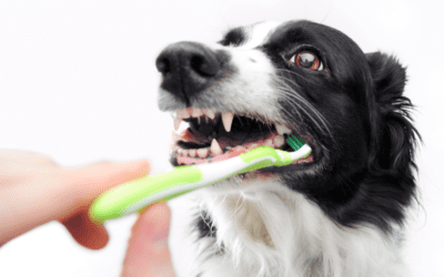Pet Dental Health Month: Resolve to Start a Good At-Home Dental Care Routine