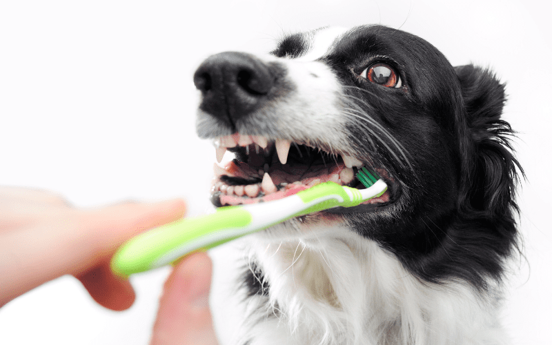 Black and white dog getting his teeth brushed at home