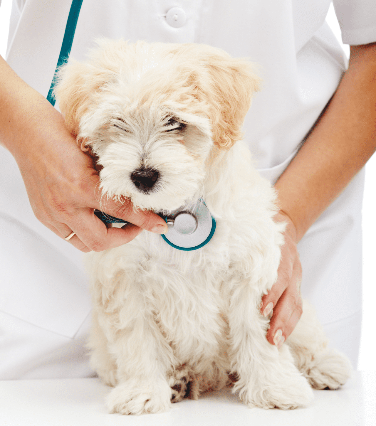 Cardiology Veterinary Dentistry Specialists Veterinary Cardiac Care